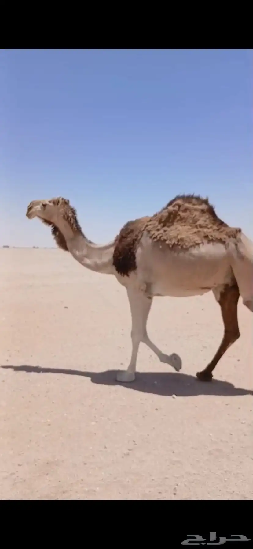 ضرايب شقح اسنان عدد 3 3