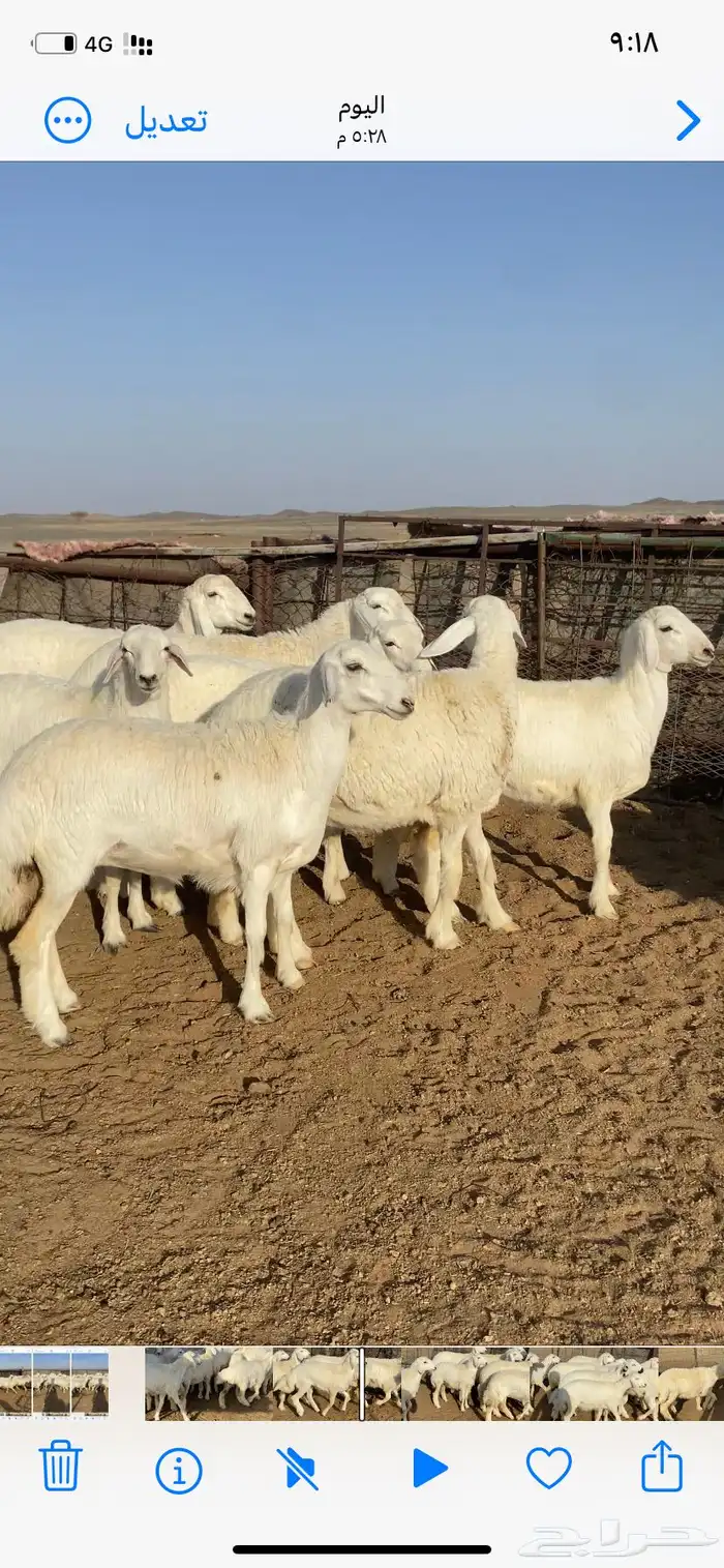 رخال صنف 3
