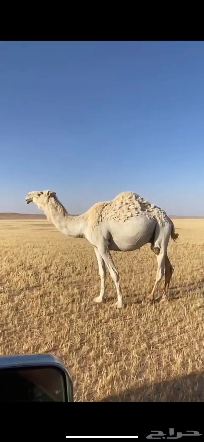 ركبي للبيع 0
