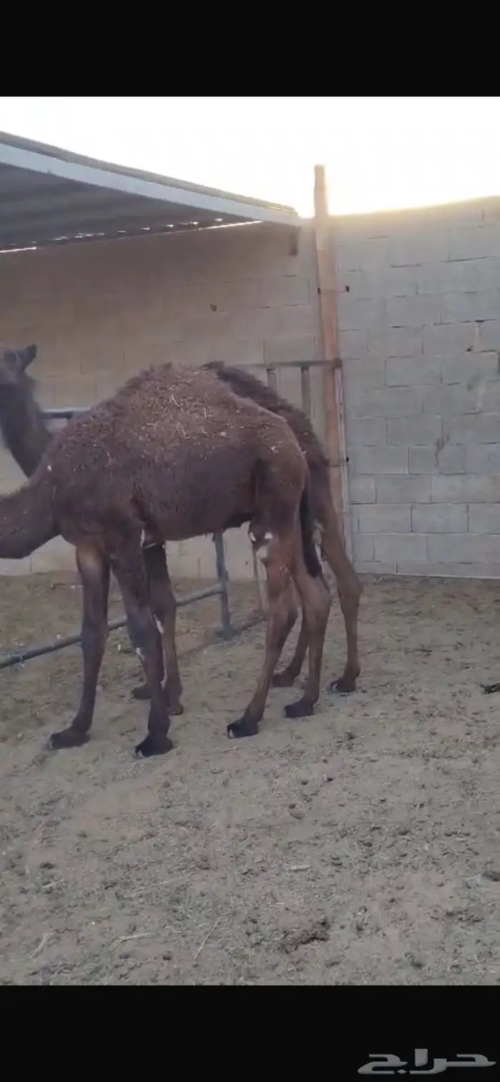 معزا مشاريك وا حشو بلديي 5