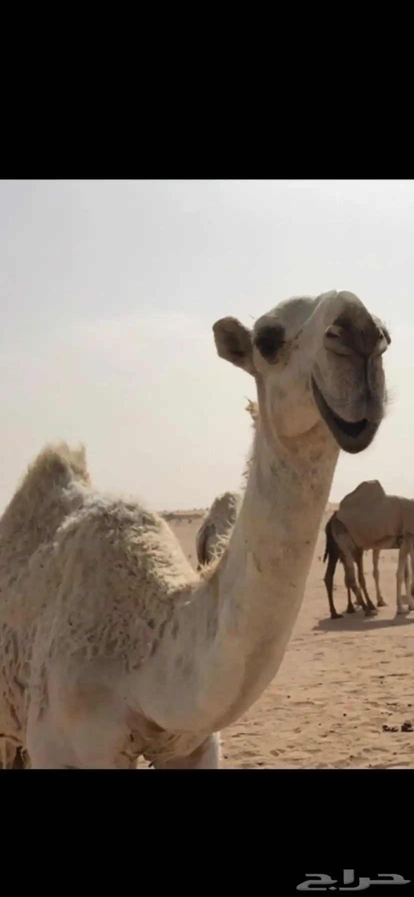 قعود العمر 5 شهور 1