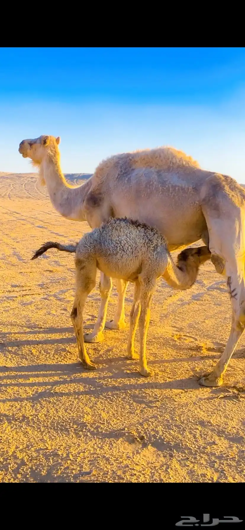 للبيع ناقه خلفه معه بكره عمره 3 شهور 1