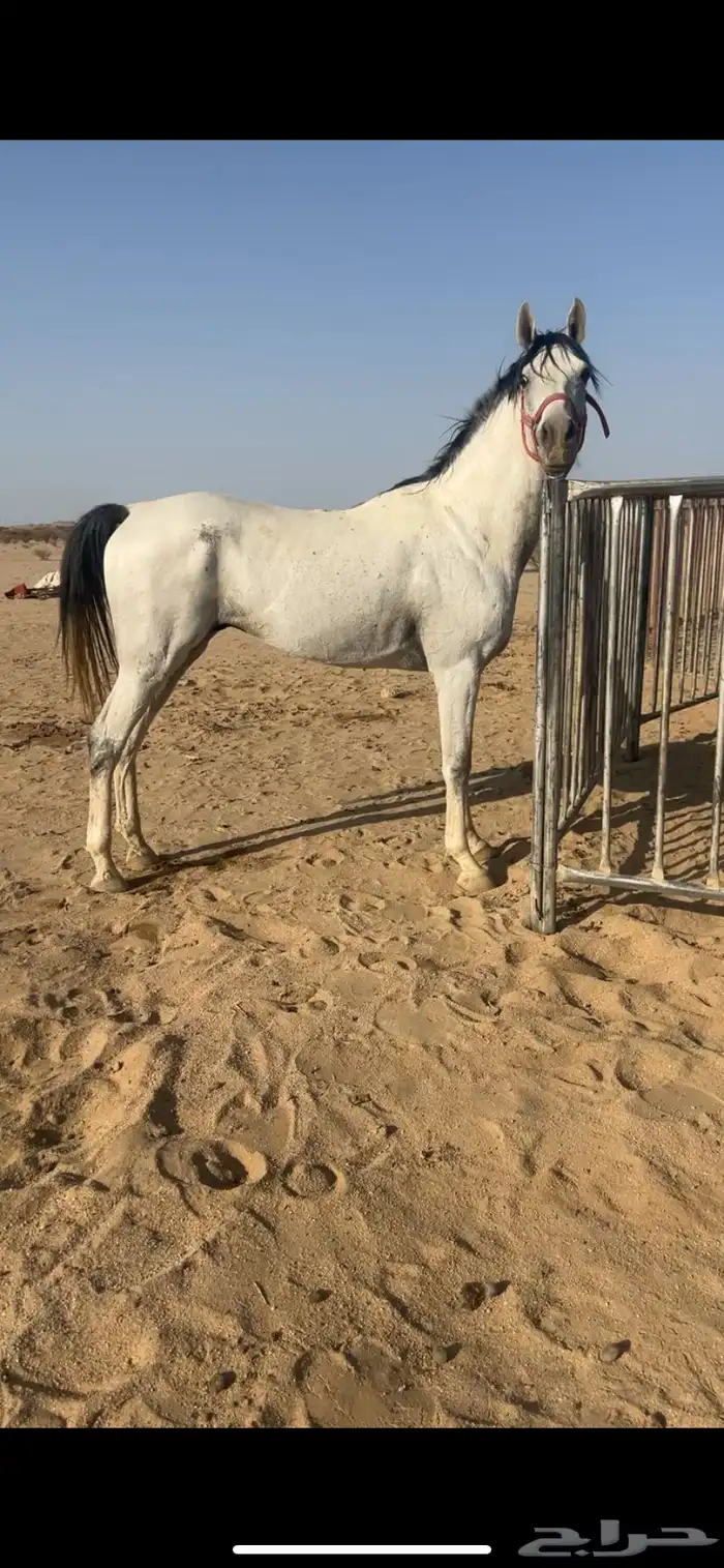 حصان كفو جميع مقاطعه وصوره وعلومه خاص والبيع سمح جنوب تثليث 0