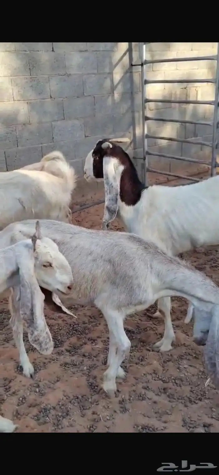 معزا مشاريك وا حشو بلديي 2