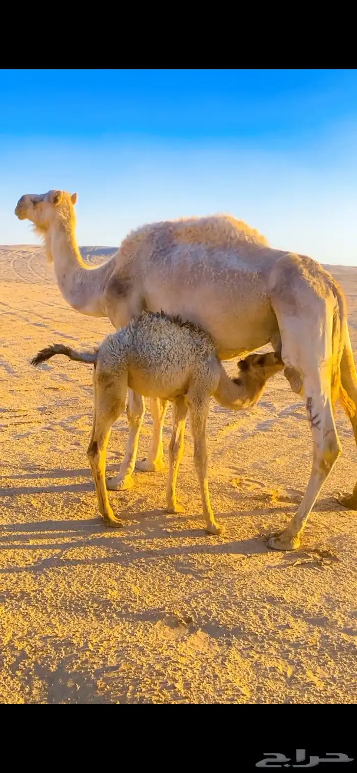 للبيع ناقه خلفه معه بكره عمره 3 شهور 0