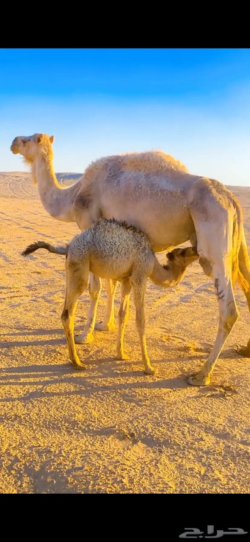 للبيع ناقه خلفه معه بكره عمره 3 شهور 0