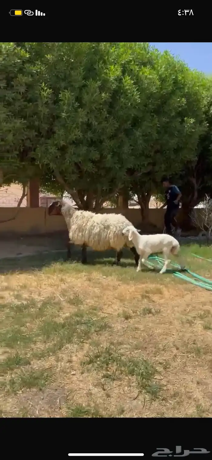 للبيع نعجه دبسا طيبه تحته خروف 2