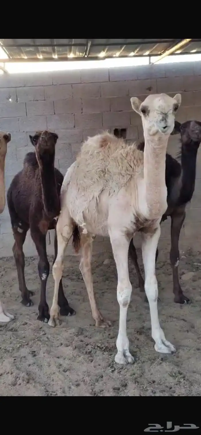 معزا مشاريك وا حشو بلديي 6