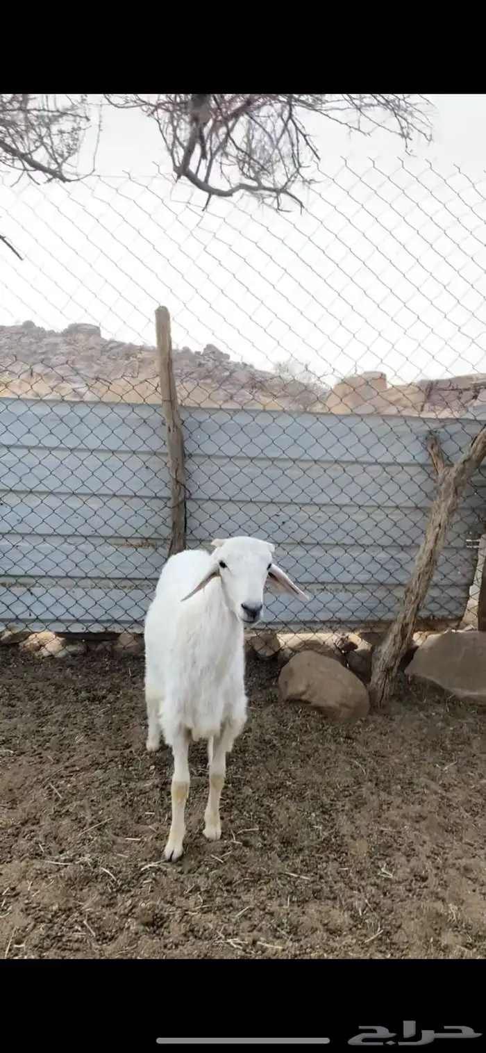 خروف جبر كفو ومسكت مبدأ ولا مناسبه ومن حلالي واكله نضيف 0