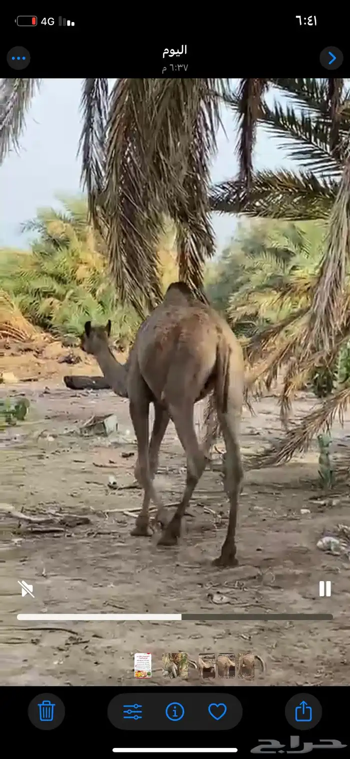 حاشي السنه سنه ونص 0