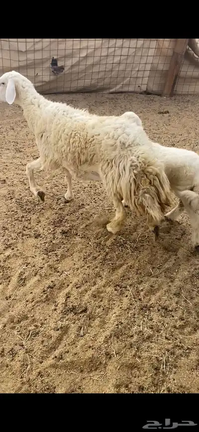 ثنيه خلفه تحتها طلي 1