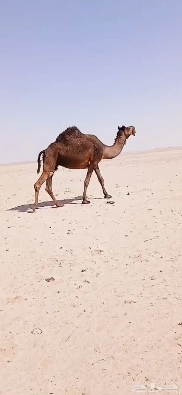 لقحه مجهم طيبه ع جميع الشروط. 0