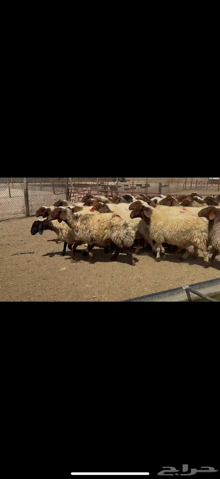 غنم نعيم دفيع 3