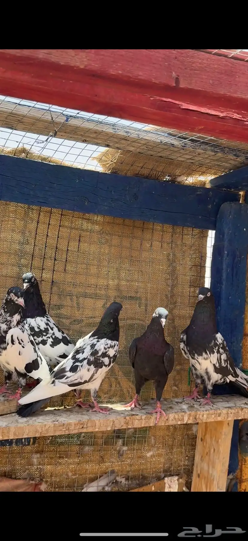 حمام باكستاني رامبوري اساسات 0