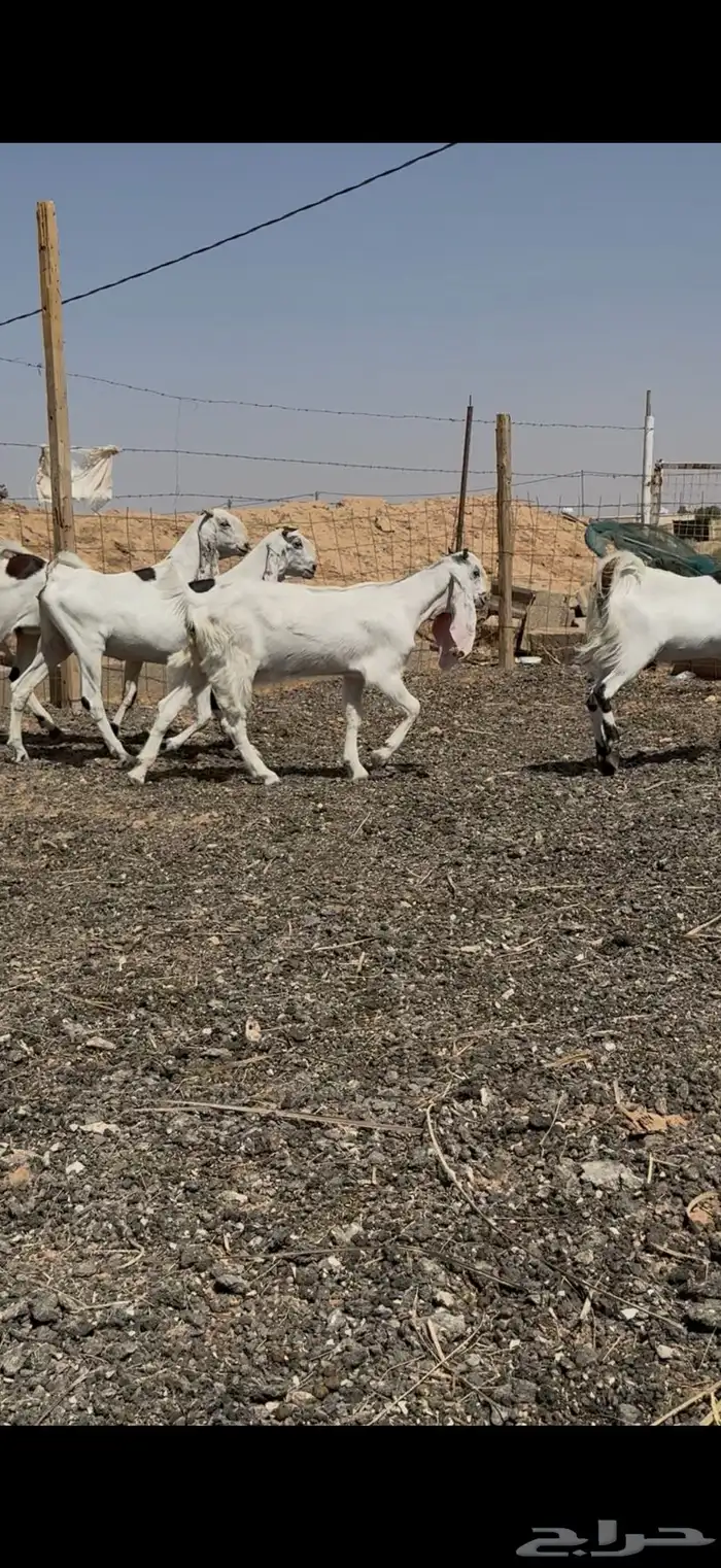 جفرات مطورات خصصصم 2
