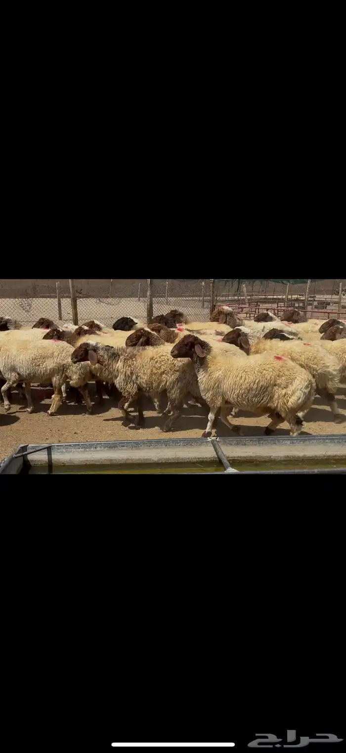 غنم نعيم دفيع 2
