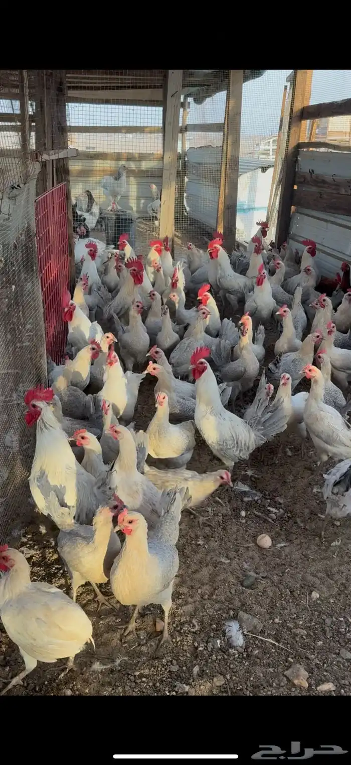 دجاج فيومي المنيوم 2