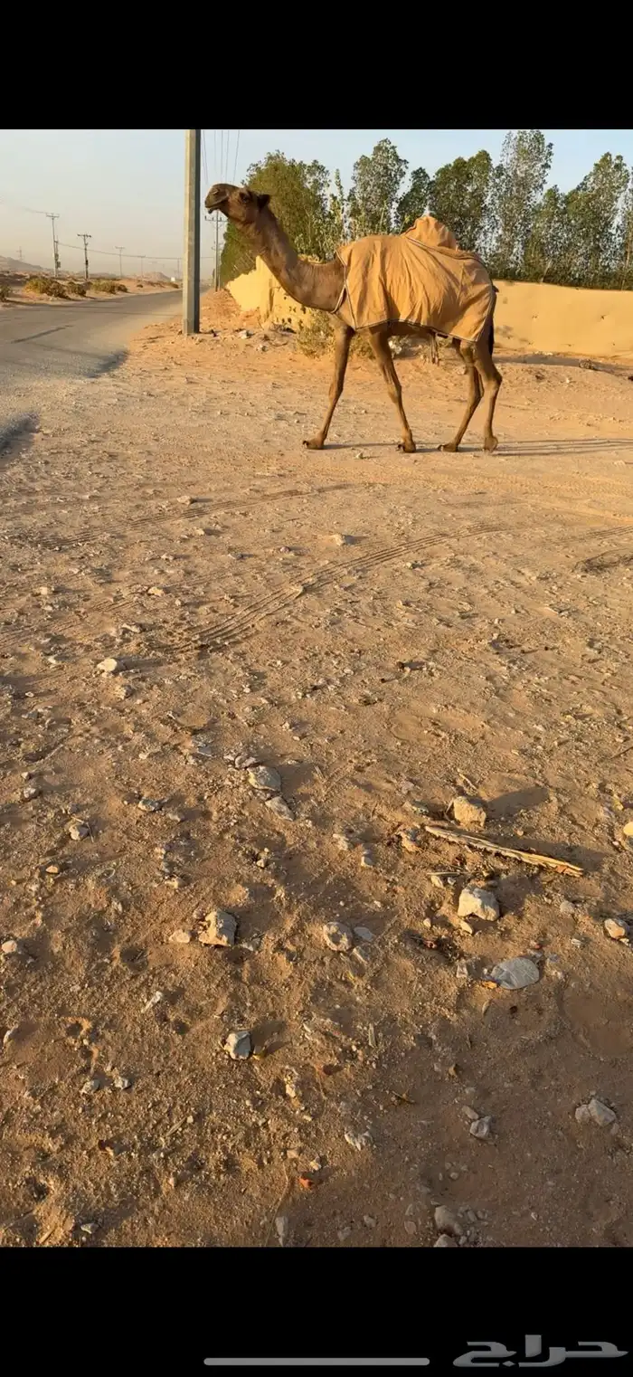 خلفه كفووو ثنيه نادره معها بكره طيبه 1