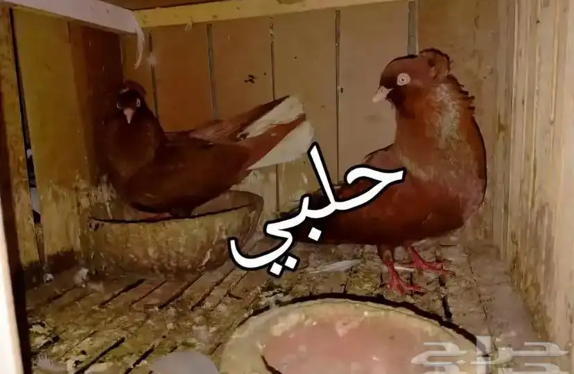 حمام على الجمله 2