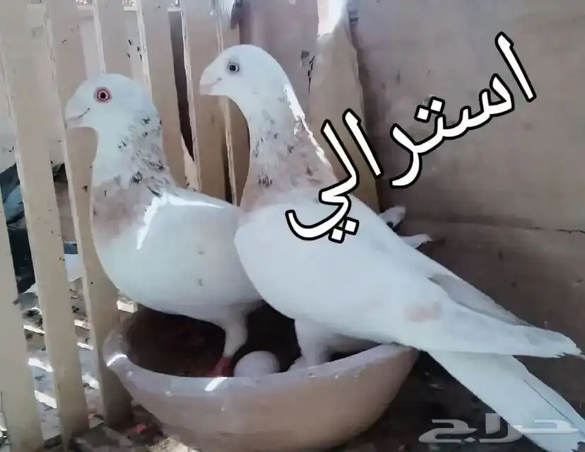حمام على الجمله 0