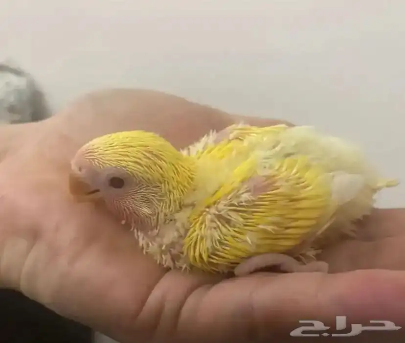 نوفر لك جميع أنواع الطيور وبأسعار مناسبه 4