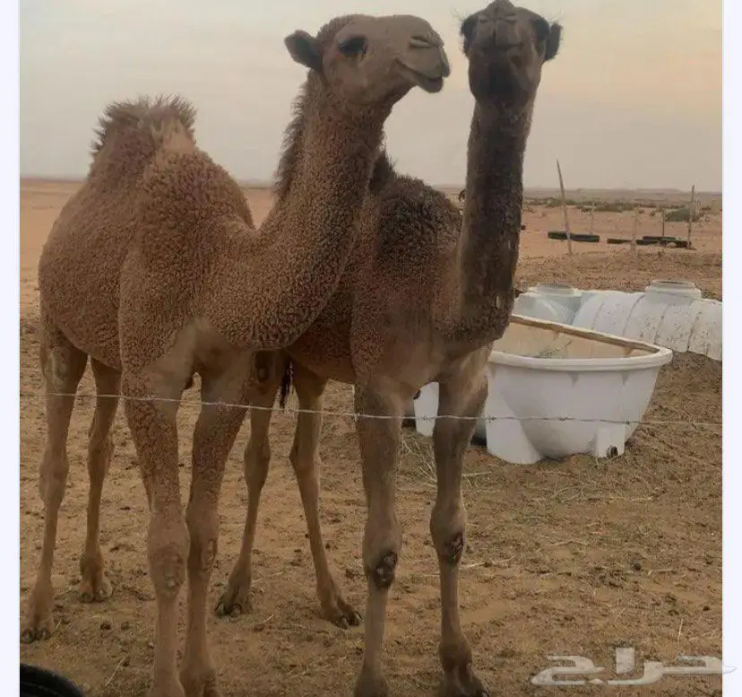 حشو للبيع 0