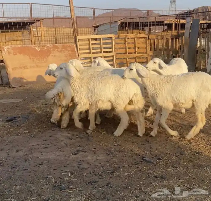 رخال حريات مقاني 5