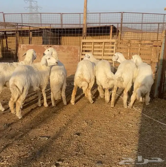 رخال حريات مقاني 0