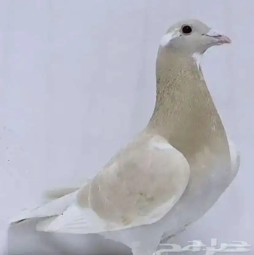 حمام على الجمله 3