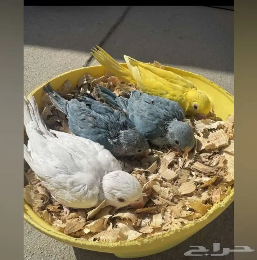 نوفر لك جميع أنواع الطيور وبأسعار مناسبه 13