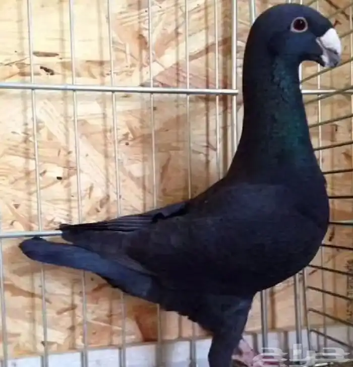 حمام على الجمله 5