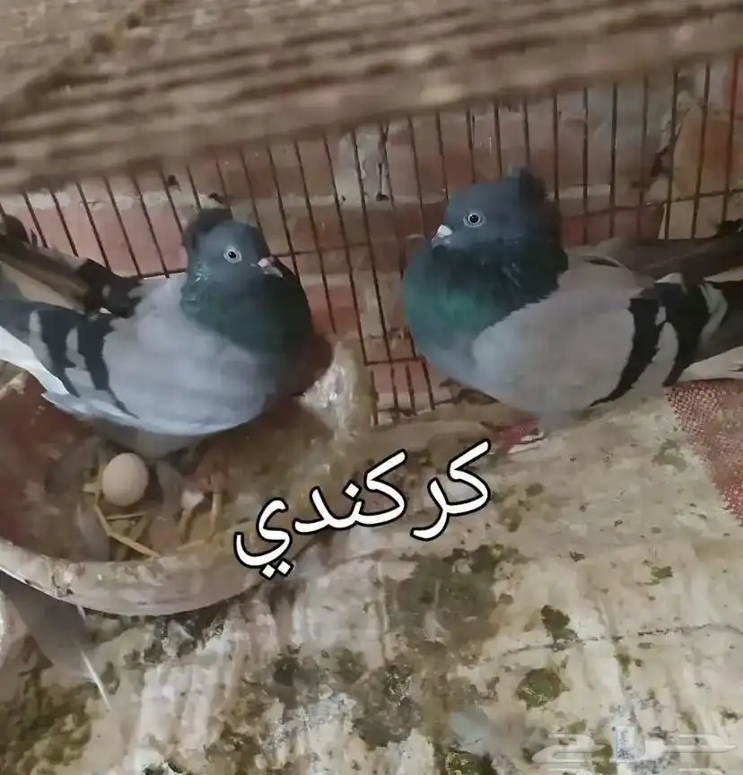 حمام على الجمله 4