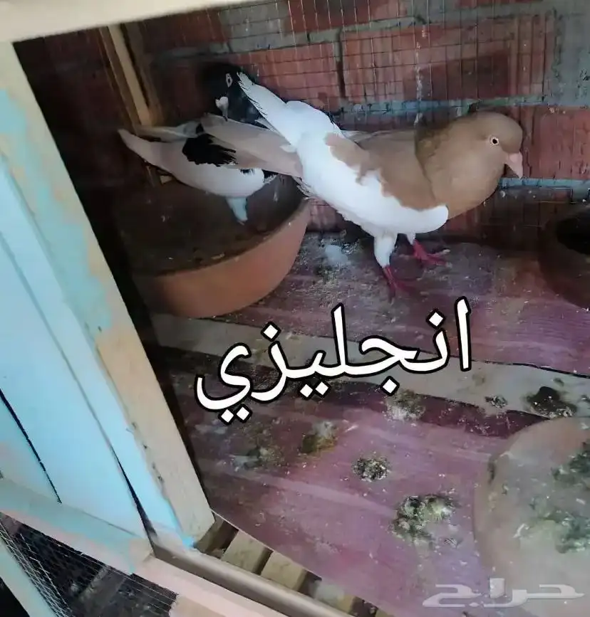 حمام على الجمله 1