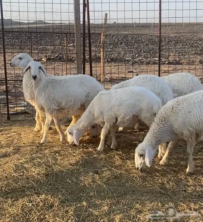 رخال حريات مقاني 6