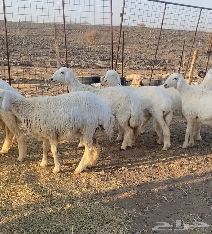 رخال حريات مقاني 1