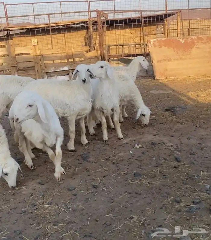 رخال حريات مقاني 4