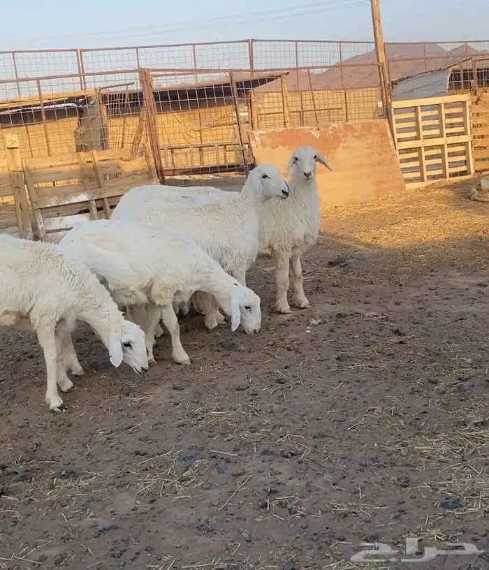 رخال حريات مقاني 3