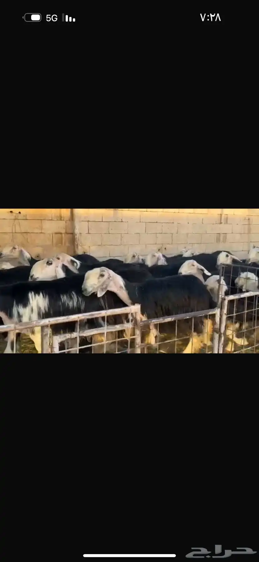 عرض بيع نجد مواليد 27تحتها 27 6