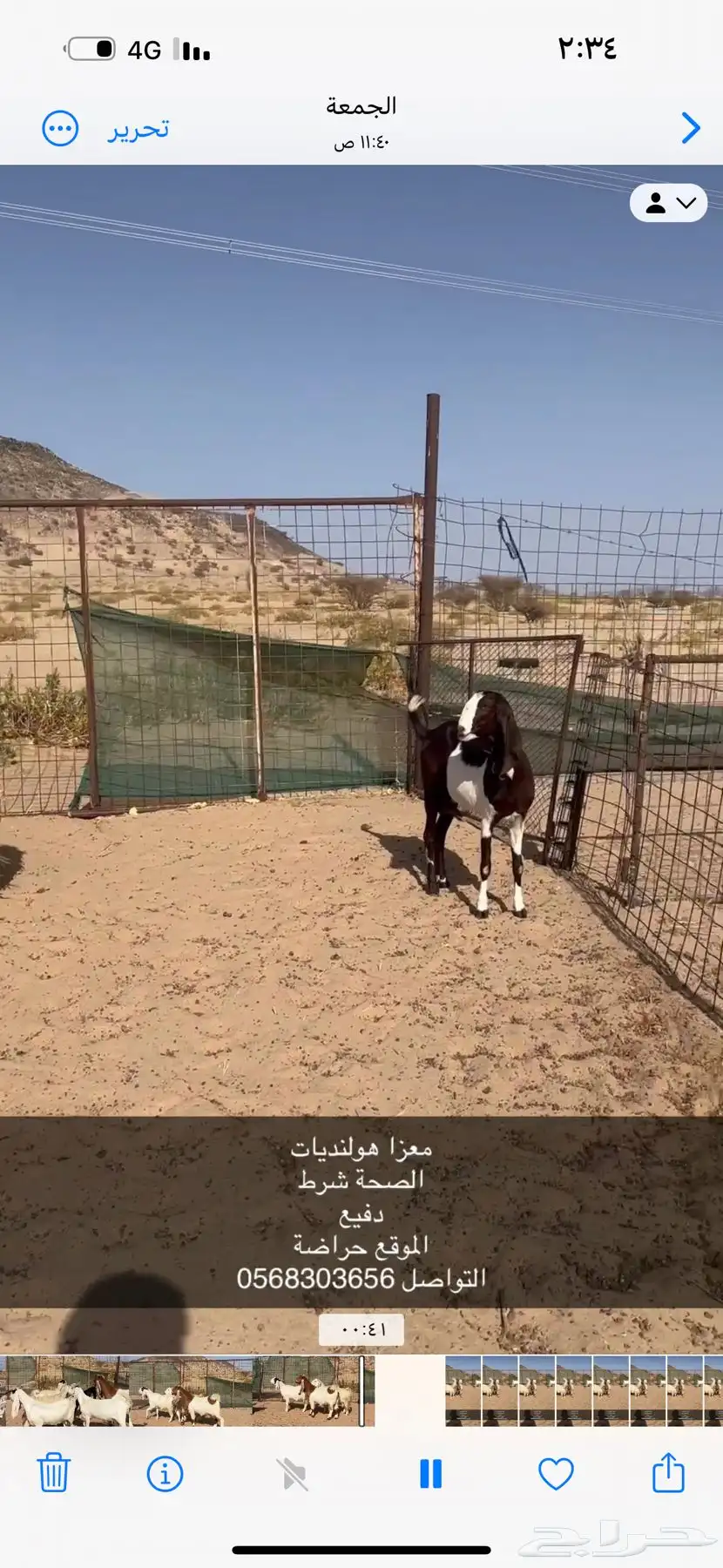 معزا هولندي دفيع شرط مشروطة ديوده نضيفه سنونه سديس و قرح 2