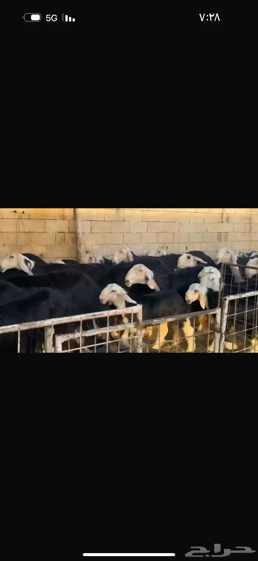 عرض بيع نجد مواليد 27تحتها 27 3