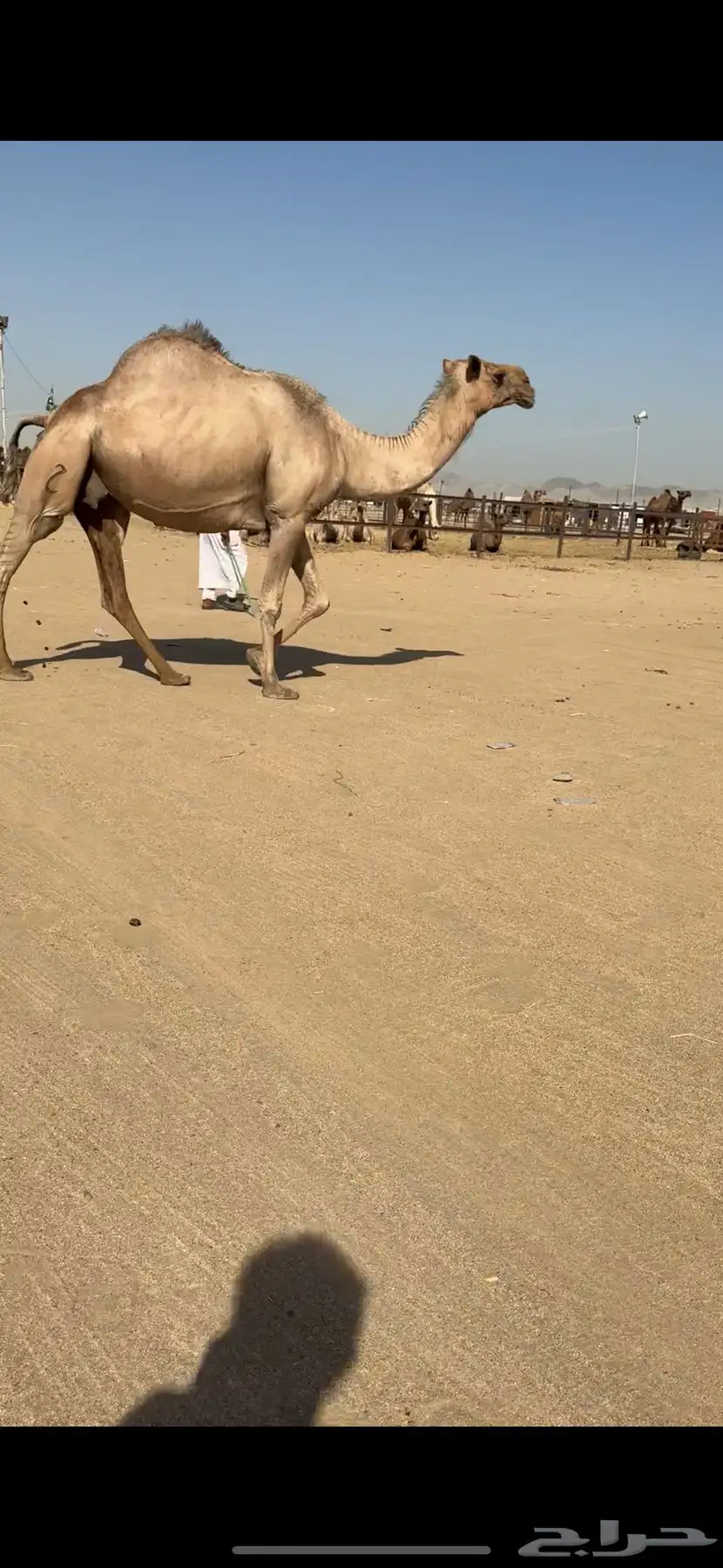 ناقة لقحه للبيع 1