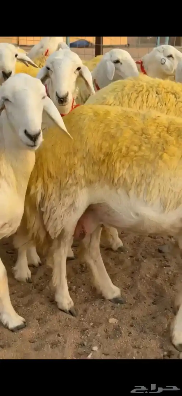 رخال جذعات صنف فاخر للي يبي يأسس مراح (تمم البيع) 2