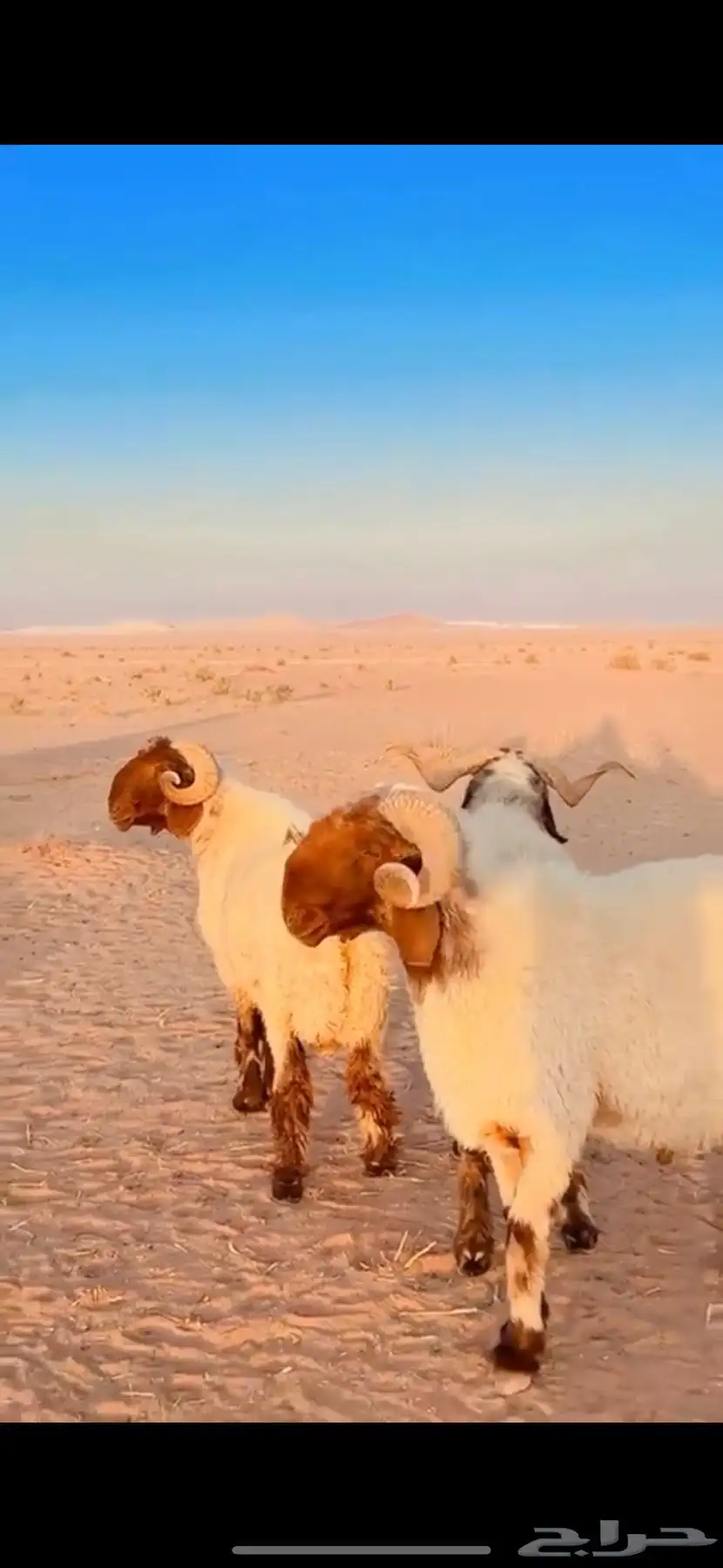 نعيم 3