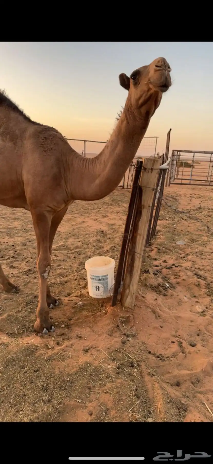 للبيع بكره مفروده صفرا كفو 1
