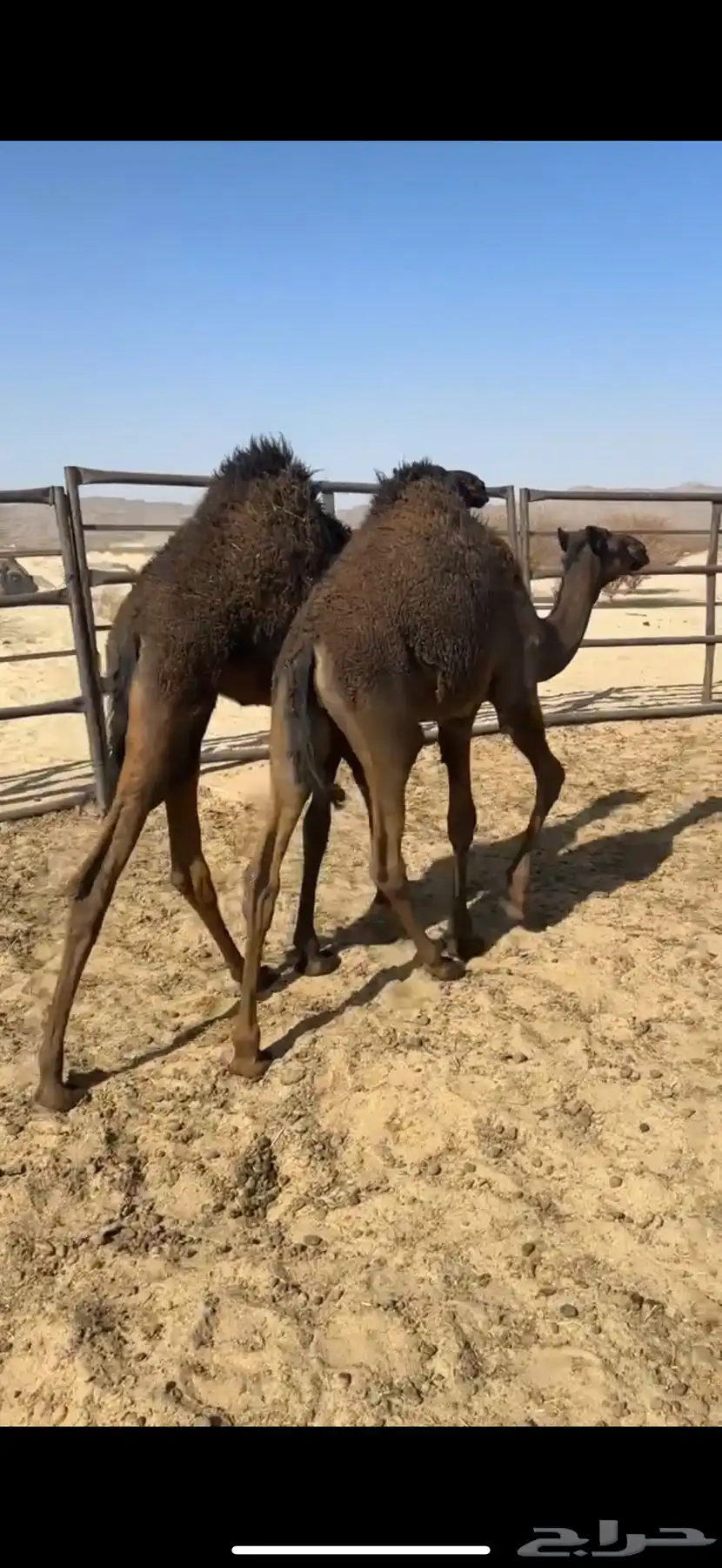 حشوان قعدان لبانيه من مراحي 4