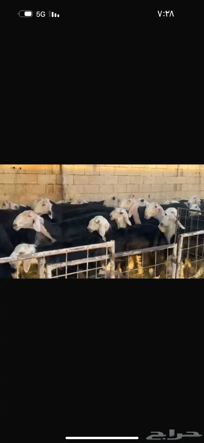 عرض بيع نجد مواليد 27تحتها 27 4