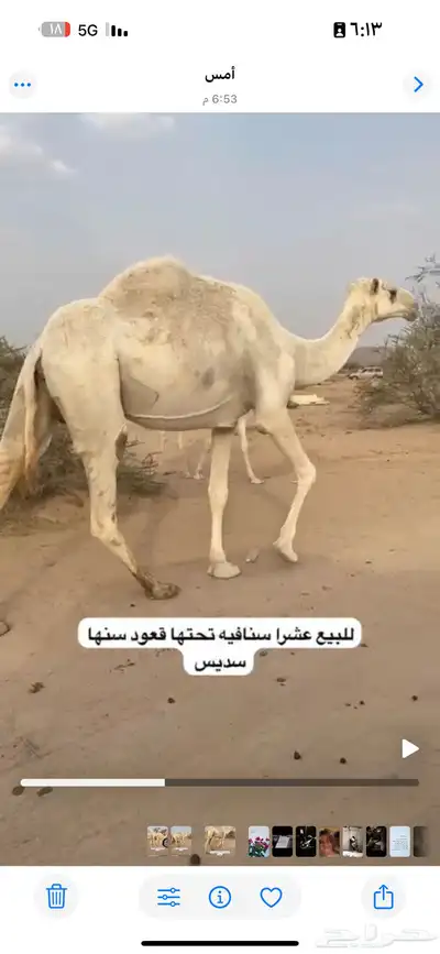 ناقه عشرا تحتها قعود ساسه طيب للبيع 0