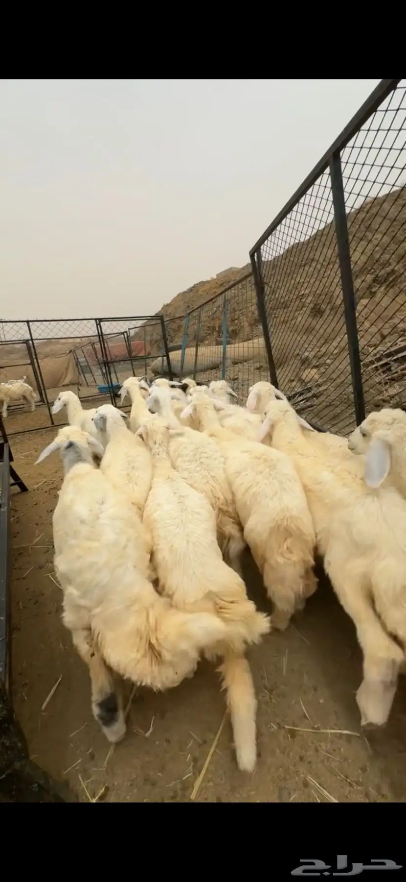 للبيع رخال صافي كفو 5