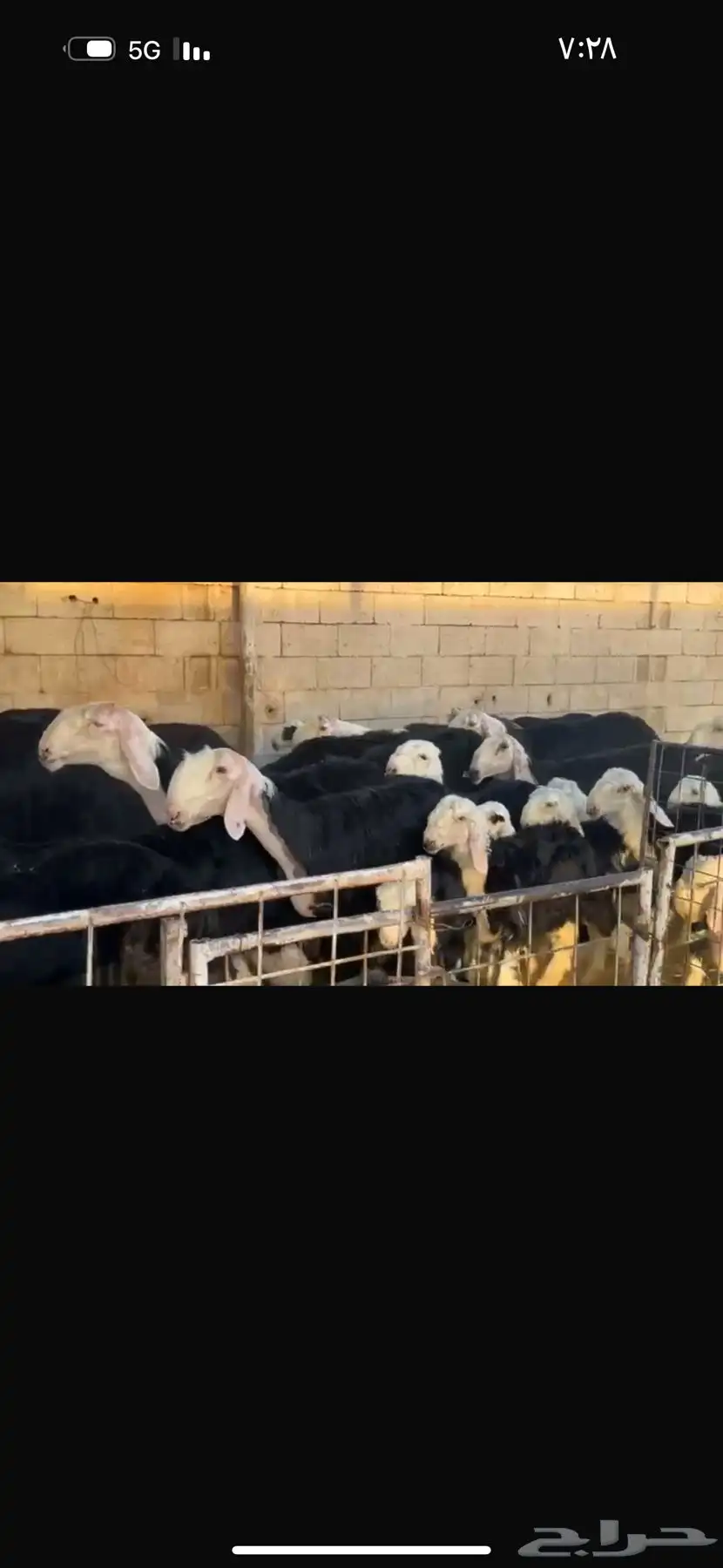 عرض بيع نجد مواليد 27تحتها 27 2