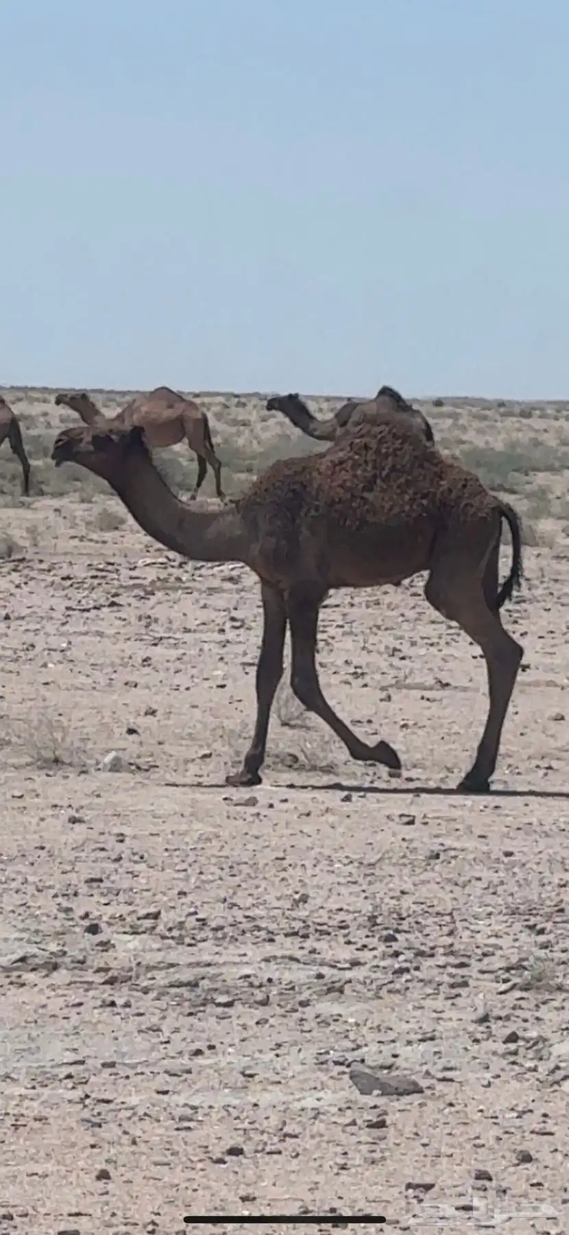 قعود دبياني طيب اطيب من التصوير عمره 5 شهور 0